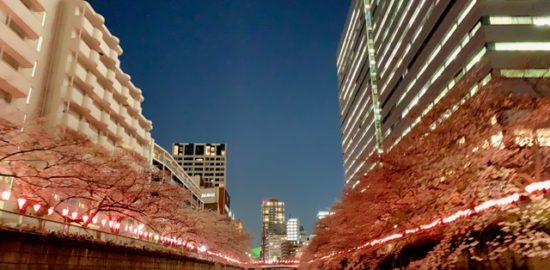 目黒川の夜桜