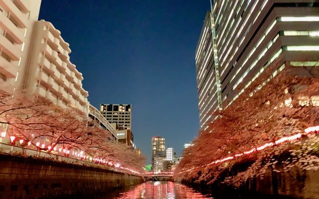 目黒川の夜桜