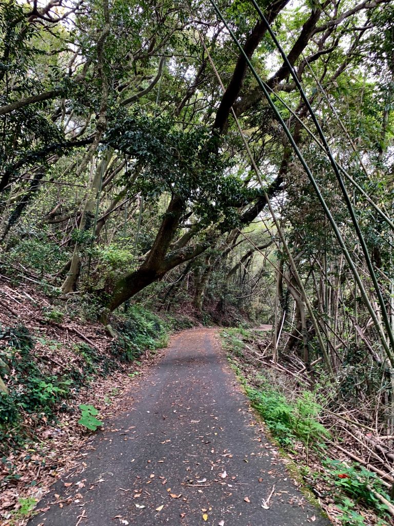 少し荒れた道