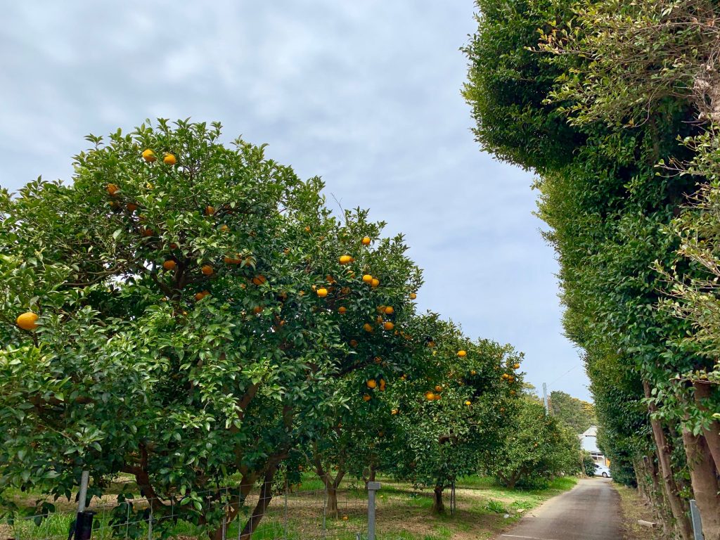島にある柑橘系の木