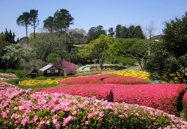 ４月のアイランドパーク 花畑