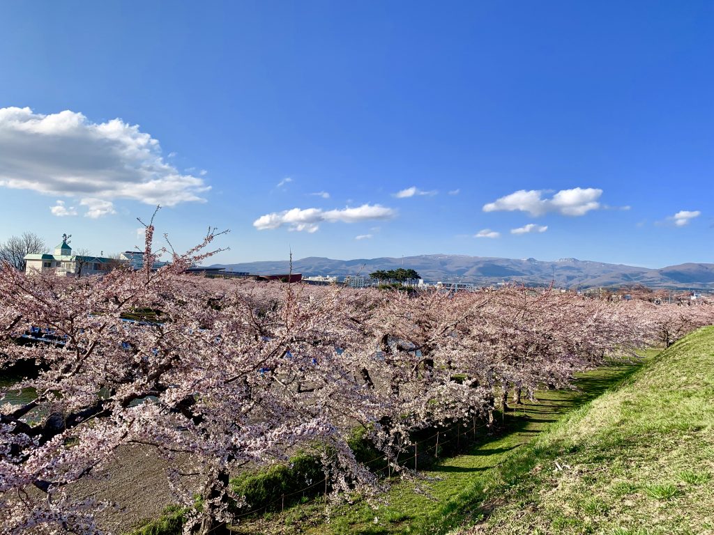 五稜郭の桜並木