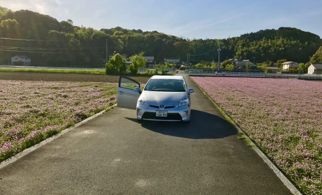 赤い花の絨毯とレンタカー