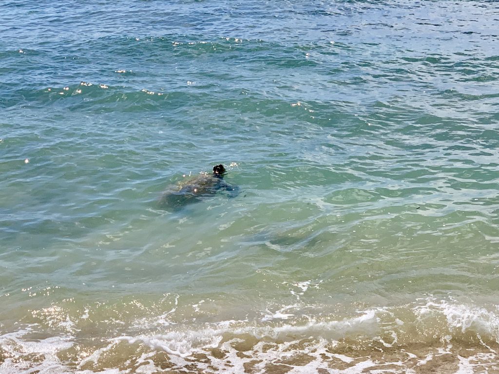 ノースショアのビーチには海ガメがたくさんいる！