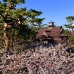 五稜郭にあった奉行所と桜、赤松