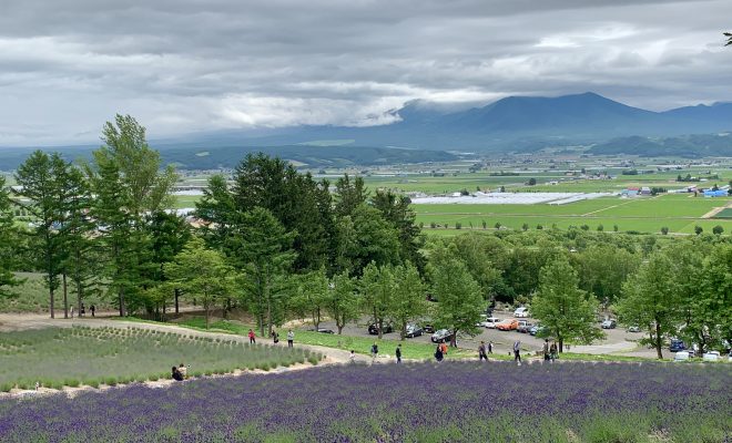 ラベンダー畑と大雪山